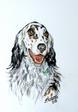 Grey and White Setter